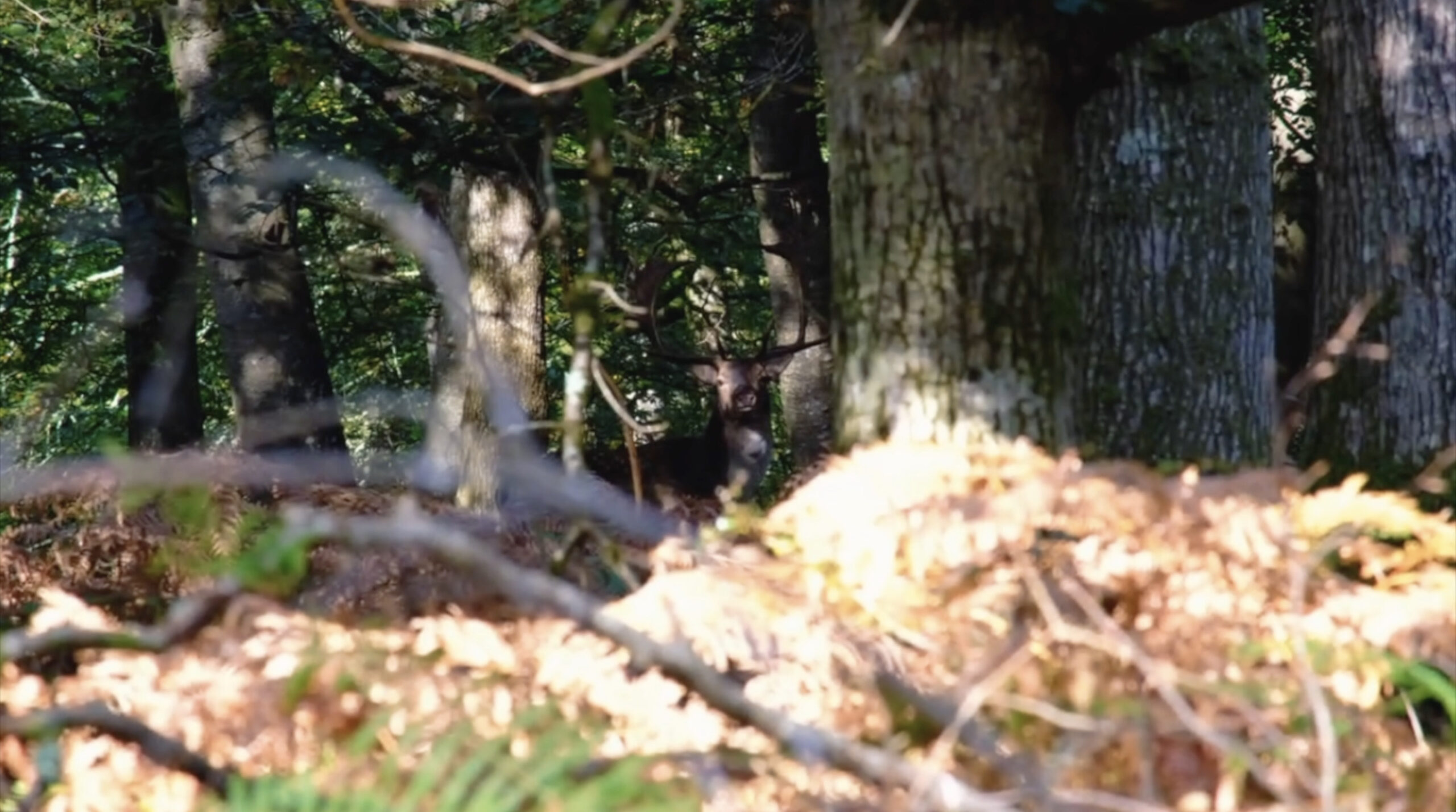 Video | 3 Days in the Forest During the Deer Rut