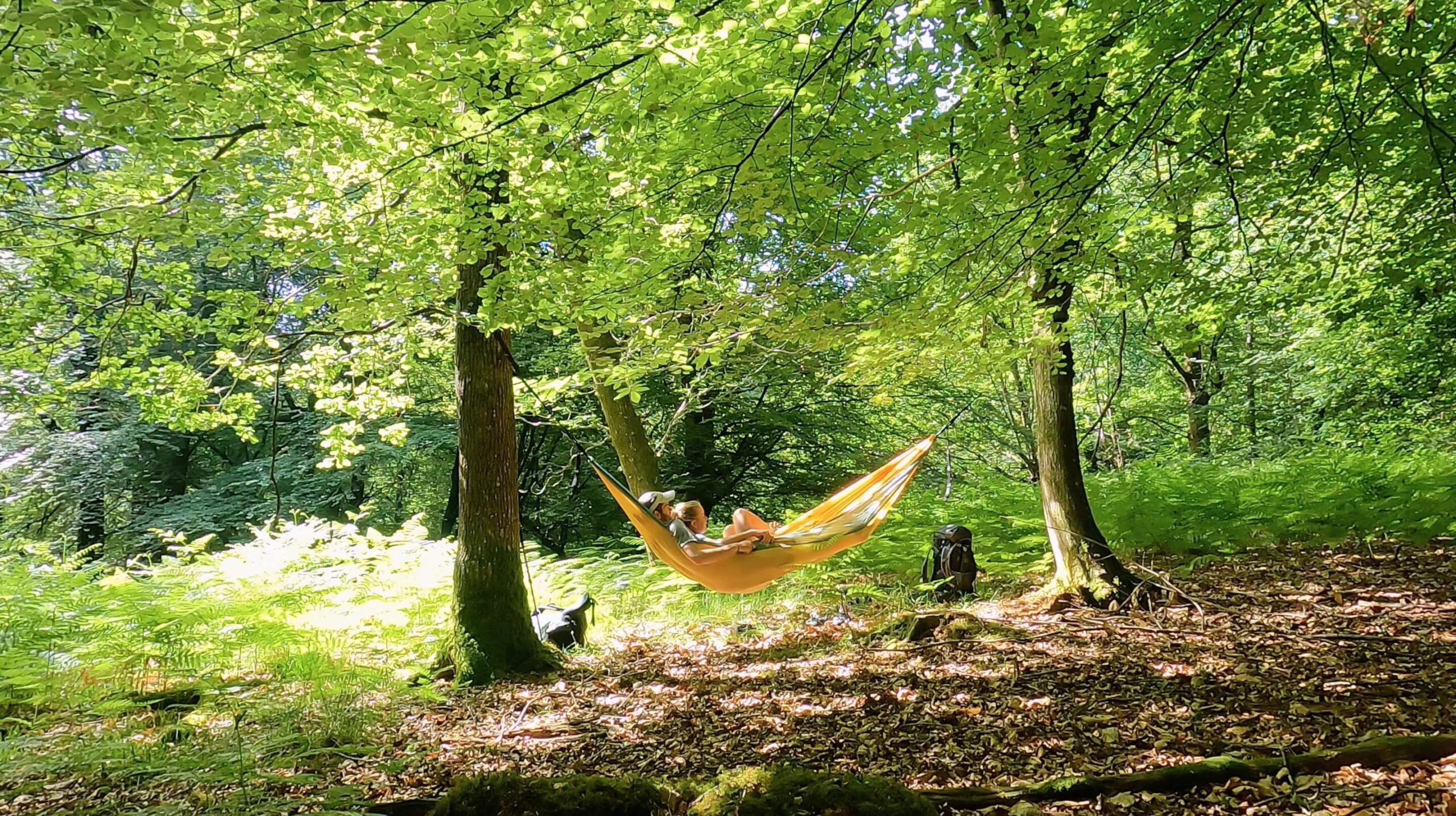 Video | Are you Missing Summer? No Tarp Wild Camping in the New Forest